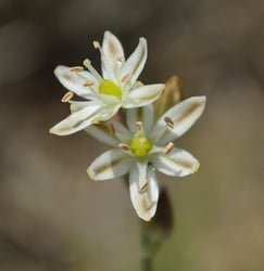 Photo 4 of Hyacinthus spp.