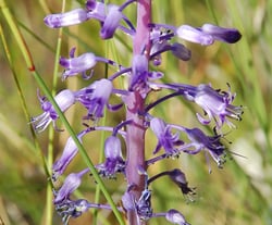 Photo 6 of Hyacinthus spp.