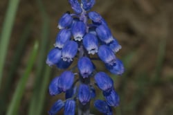 Photo 3 of Hyacinthus spp.