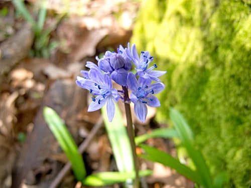 Photo 1 of Hyacinthus spp.