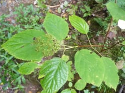 Photo 2 of Hydrangea arborescens