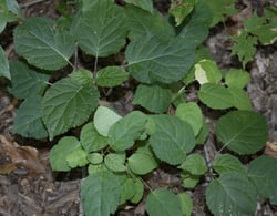 Photo 3 of Hydrangea arborescens