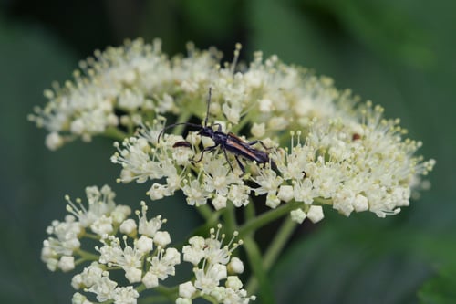 Photo 1 of Hydrangea arborescens