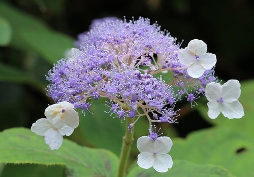 Photo 1 of Hydrangea spp.