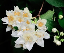 Photo 5 of Hydrangea spp.