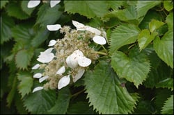 Photo 4 of Hydrangea spp.