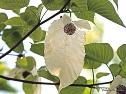 Photo 9 of Hydrangea spp.