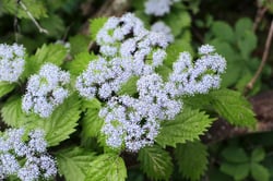 Photo 2 of Hydrangea spp.