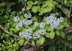 Photo 3 of Hydrangea spp.