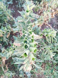 Photo 2 of Hyoscyamus niger