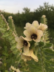 Photo 3 of Hyoscyamus niger