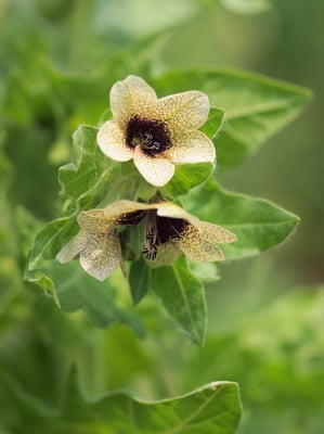 Photo 1 of Hyoscyamus niger