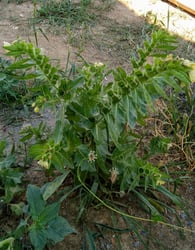 Photo 4 of Hyoscyamus niger