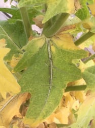 Photo 5 of Hyoscyamus niger