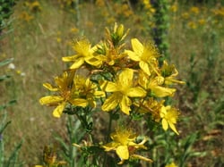 Photo 9 of Hypericum perforatum