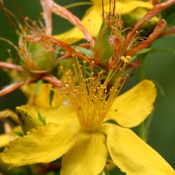 Photo 7 of Hypericum perforatum