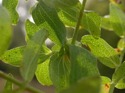 Photo 2 of Hypericum perforatum
