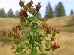 Photo 8 of Hypericum perforatum