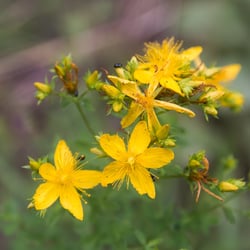 Photo 7 of Hypericum spp.
