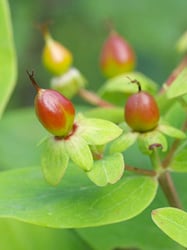 Photo 3 of Hypericum spp.