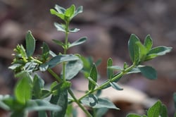 Photo 9 of Hypericum spp.
