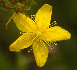 Photo 2 of Hypericum spp.