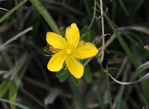 Photo 1 of Hypericum spp.