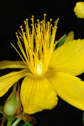 Photo 6 of Hypericum spp.