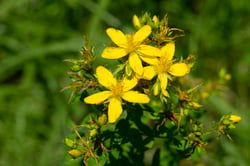 Photo 4 of Hypericum spp.