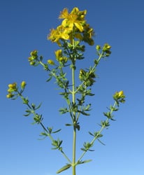 Photo 8 of Hypericum spp.