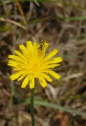 Photo 4 of Hypochaeris radicata