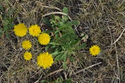 Photo 3 of Hypochaeris radicata