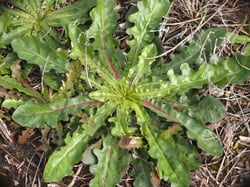 Photo 2 of Hypochaeris radicata