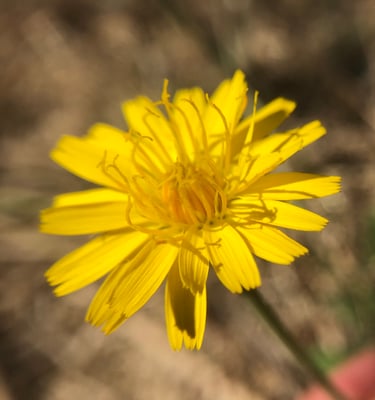 Photo 1 of Hypochaeris radicata