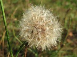 Photo 5 of Hypochaeris radicata
