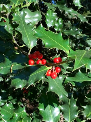 Photo 1 of Ilex aquifolium