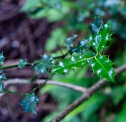 Photo 5 of Ilex aquifolium