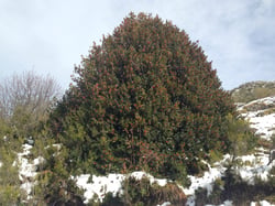 Photo 3 of Ilex aquifolium