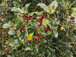 Photo 4 of Ilex aquifolium