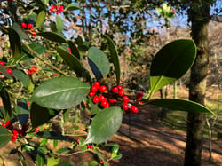 Photo 2 of Ilex aquifolium