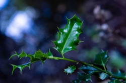 Photo 6 of Ilex aquifolium