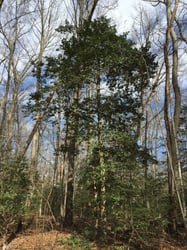 Photo 4 of Ilex opaca