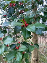 Photo 2 of Ilex opaca
