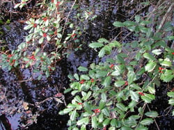Photo 3 of Ilex opaca