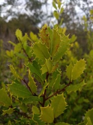 Photo 9 of Ilex opaca