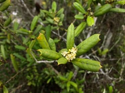 Photo 8 of Ilex opaca
