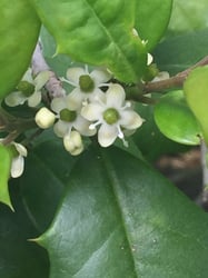 Photo 6 of Ilex opaca