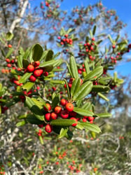 Photo 7 of Ilex opaca