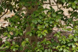 Photo 5 of Ilex opaca