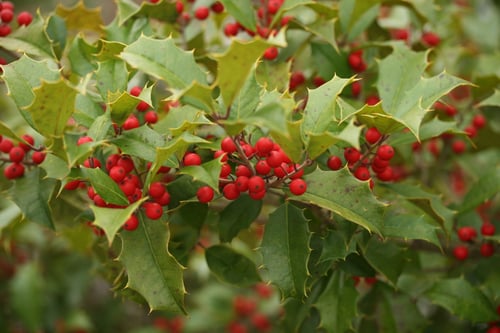 Photo 1 of Ilex opaca